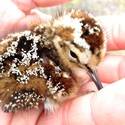 Plover chick.
